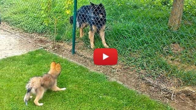 german shepherd dog and puppy playing video