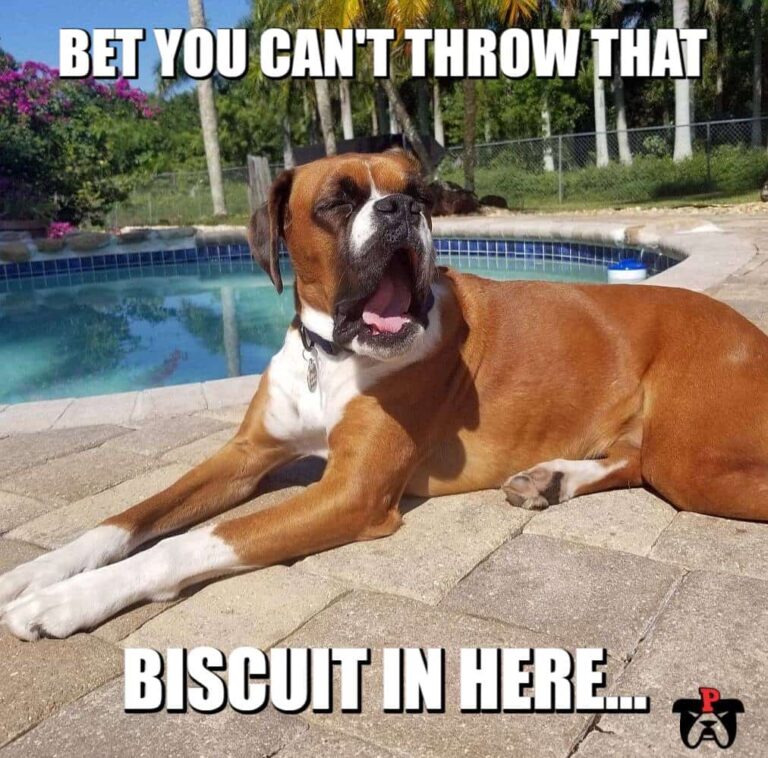 sarcastic boxer dog biscuit meme petrage