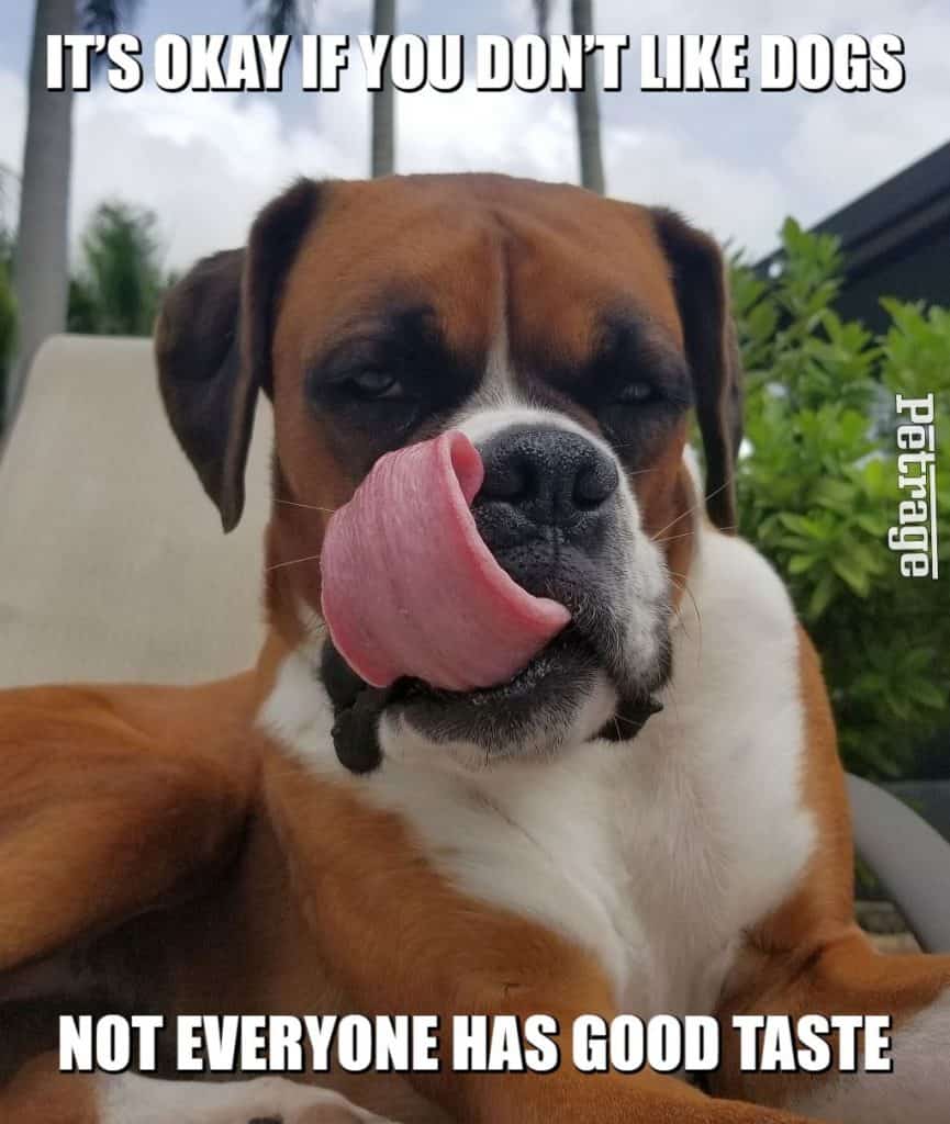 sarcastic boxer dog not everyone has good taste meme petrage