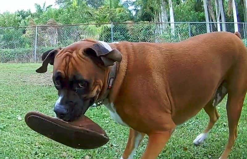 these crazy boxer dogs took my shoes video