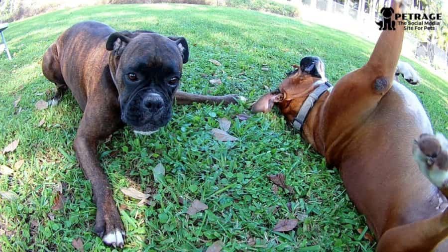 twigs sticks and boxer dogs video the boxer squad petrage