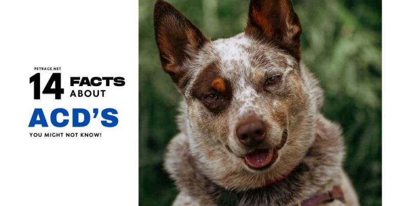 14 interesting facts about the australian cattle dog petrage