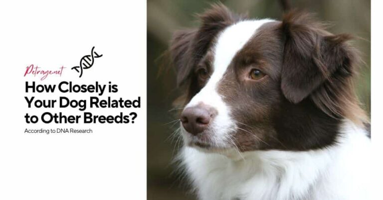 dog dna research how closely is your dog related to other breeds petrage (1)