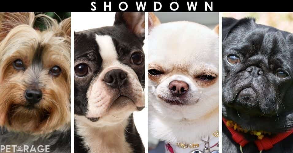 four small dog breed showdown pug vs chihuahua vs yorkie vs boston terrier poll petrage