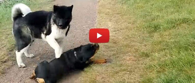 akita and rottweiler playing video