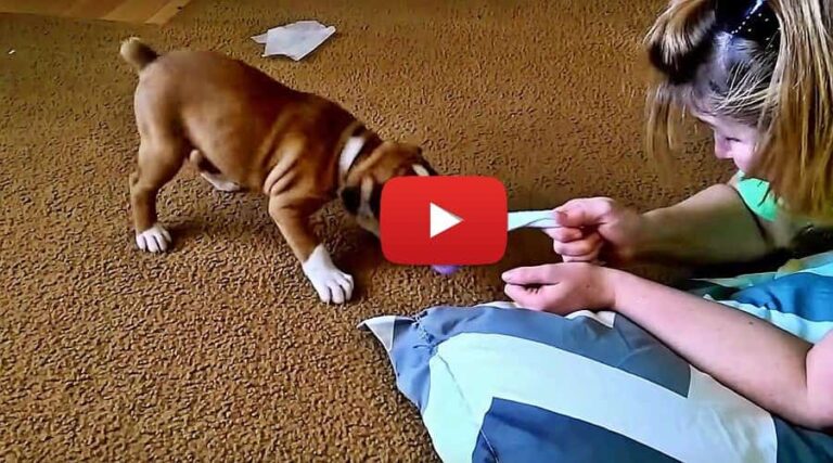 boxer puppy is mad about a sock video