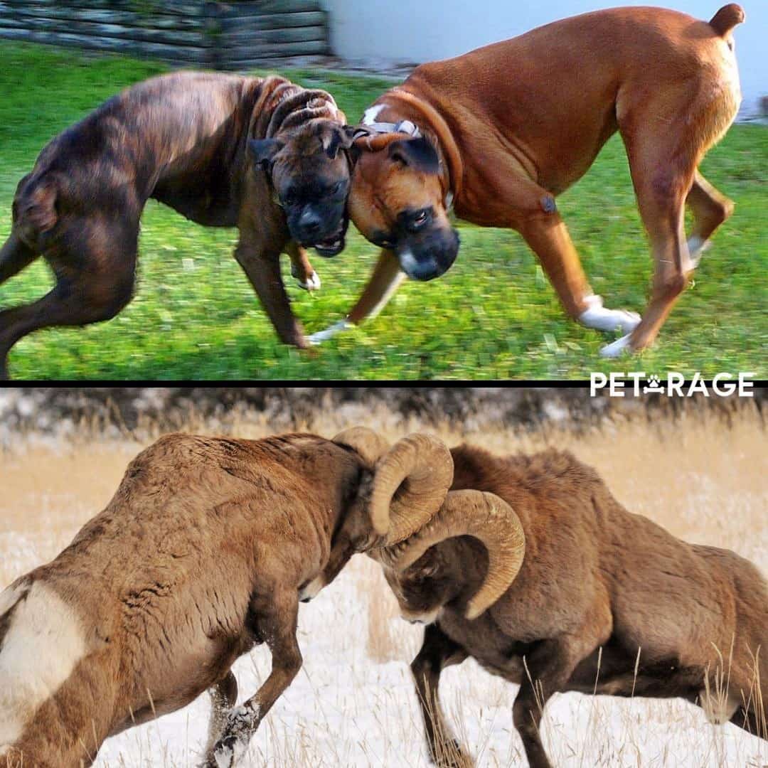 Funny Sarcastic Shocking Memes PETRAGE