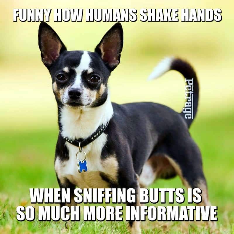 chihuahua butt sniffing meme petrage