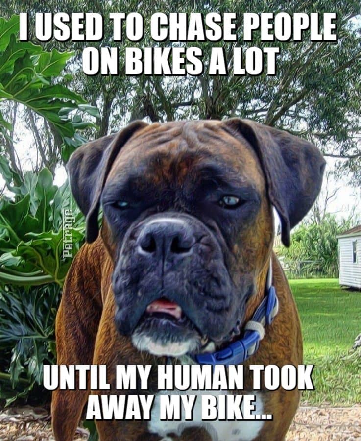 my dog can ride a bike meme petrage