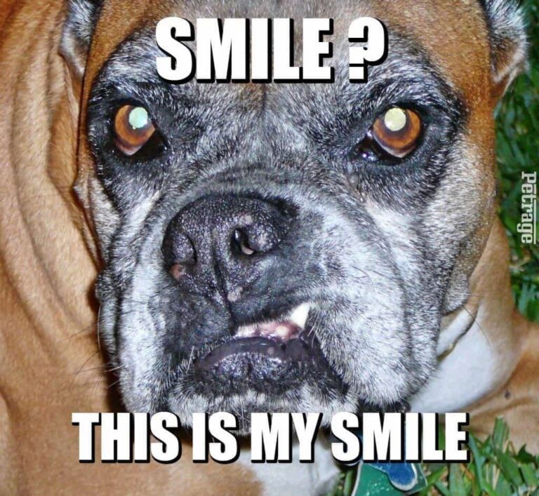 my smiling boxer dog hurricane petrage snaggletooth grin