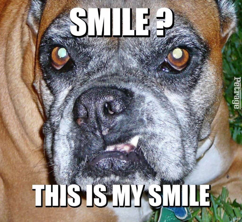 my smiling boxer dog hurricane petrage snaggletooth grin