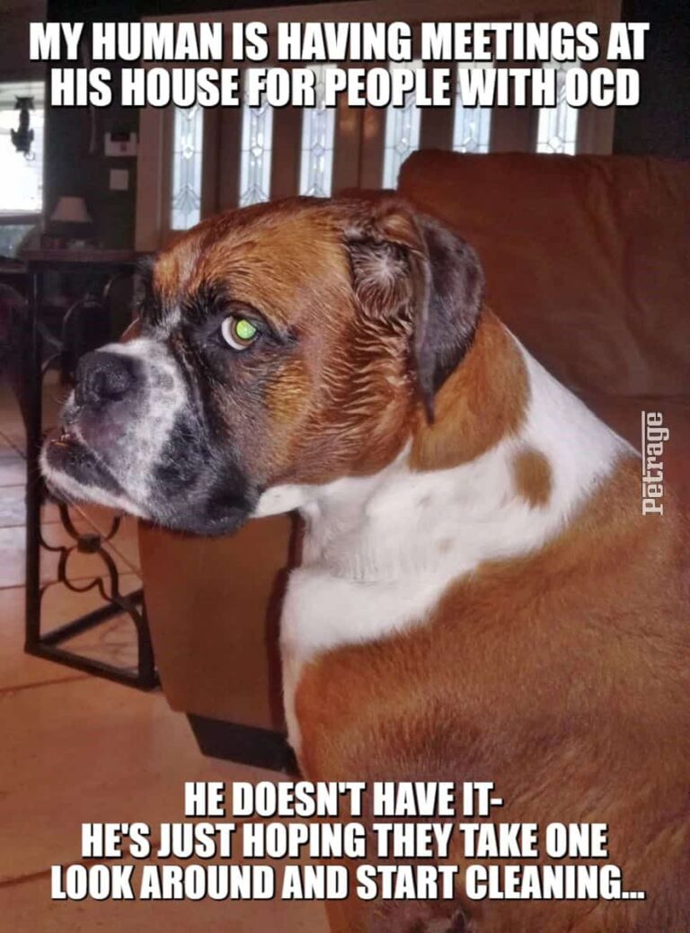 sarcastic boxer dog ocd meme petrage