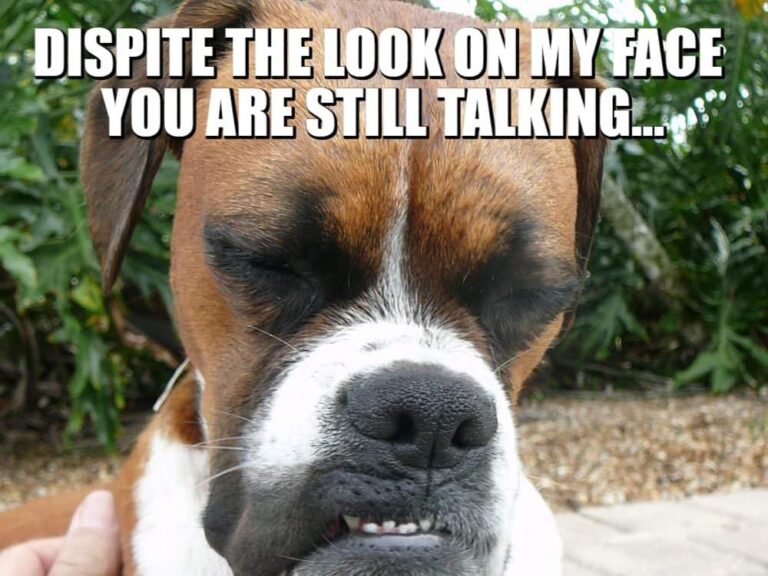 sarcastic boxer dog still talking meme petrage