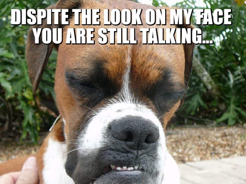 sarcastic boxer dog still talking meme petrage