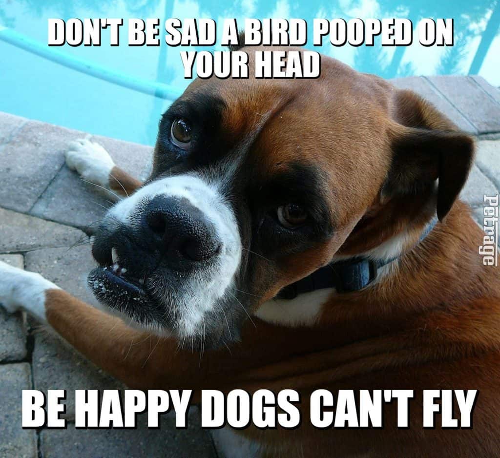 the dog or bird poop meme by the sarcastic boxer dog petrage
