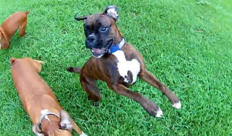 three boxer dogs jumping petrage video