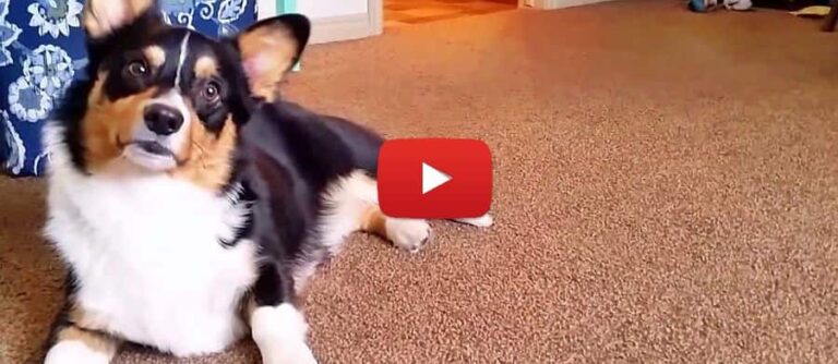 video of a corgi doing tricks