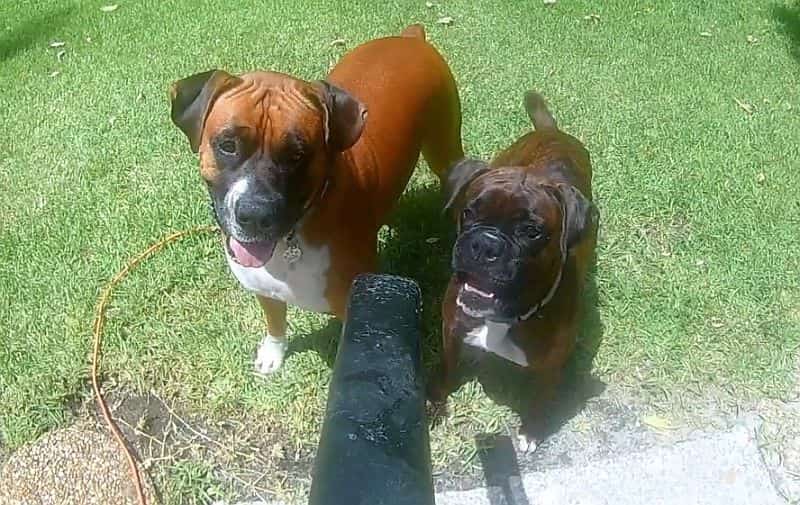 3 boxer dogs and a blower video petrage
