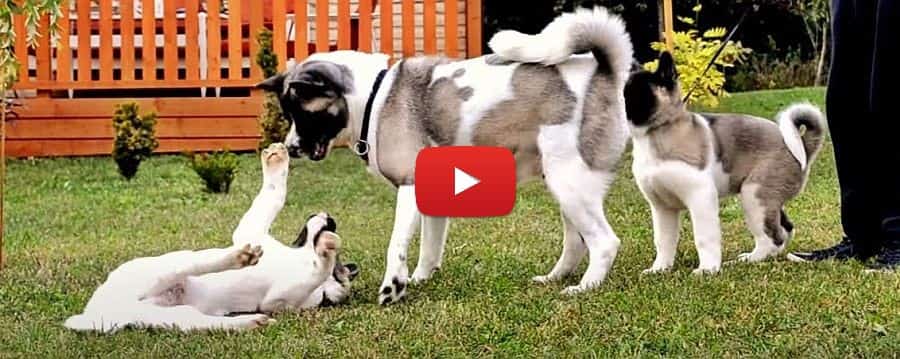 american akita puppies and mom video