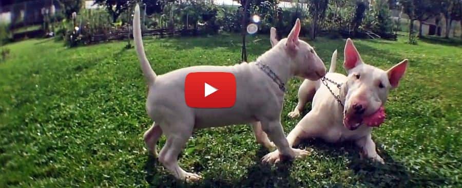 white bull terriers playing in the grass