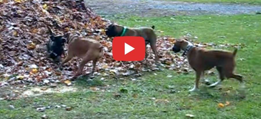 boxer dogs and a huge pile of leaves video