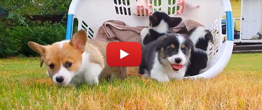 corgi puppies in a basket video