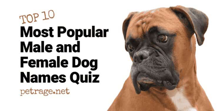 dog names top 10 most popular male and female dog names quiz petrage