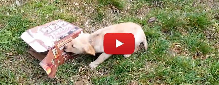 labrador puppy wrestling a box funny video