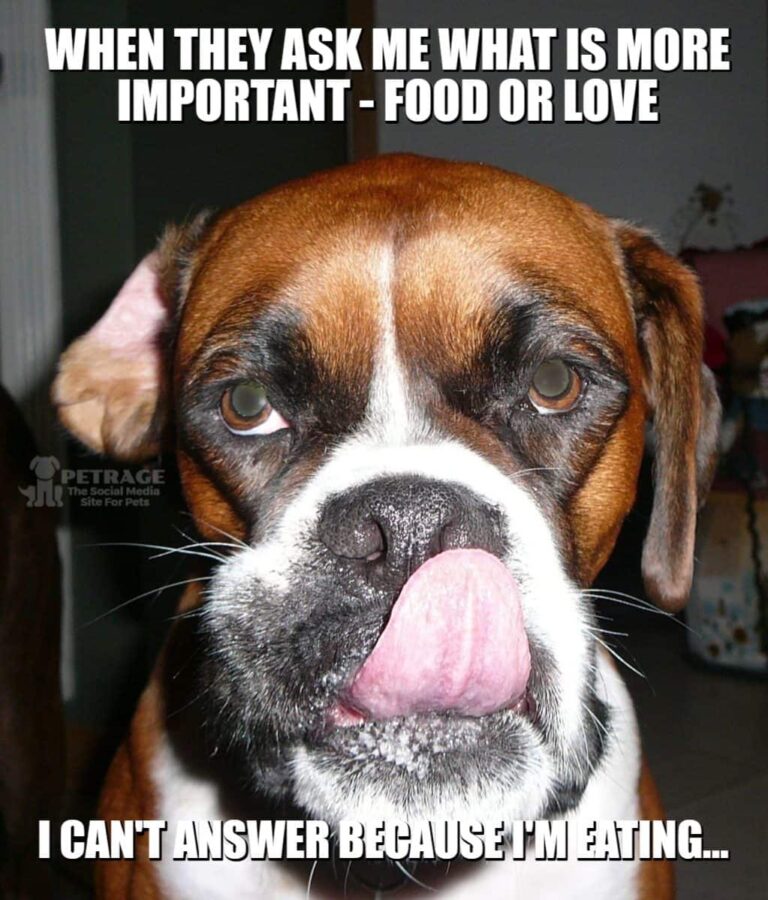 sarcastic boxer dog food or love meme petrage
