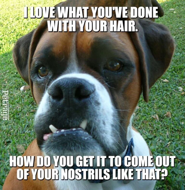 sarcastic boxer dog nose hair meme petrage