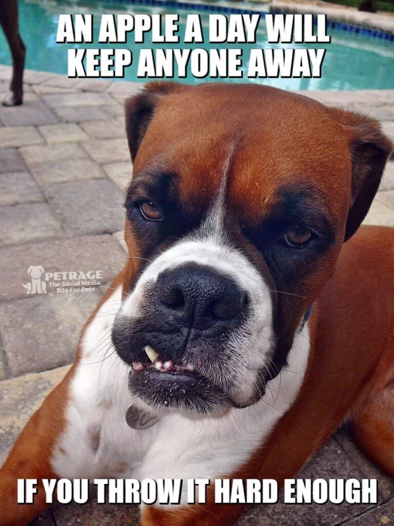 sarcastic boxer dog throwing apples meme petrage
