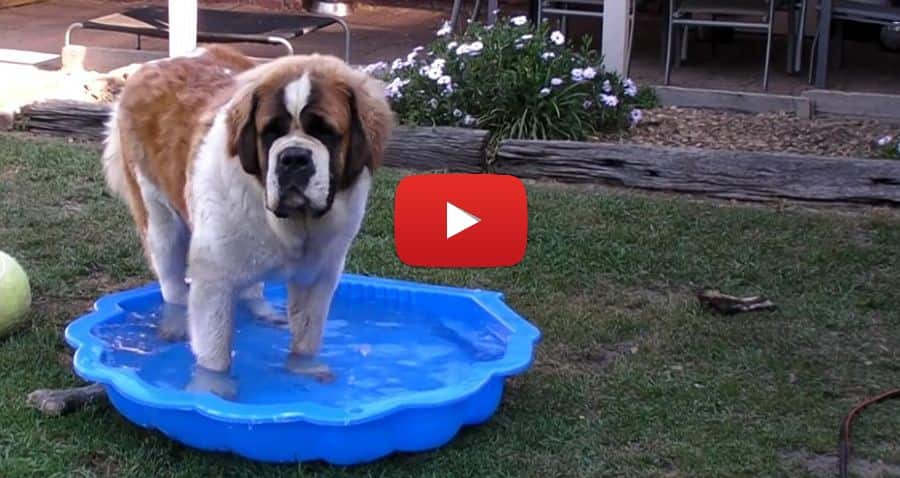 video of saint bernard in a baby pool