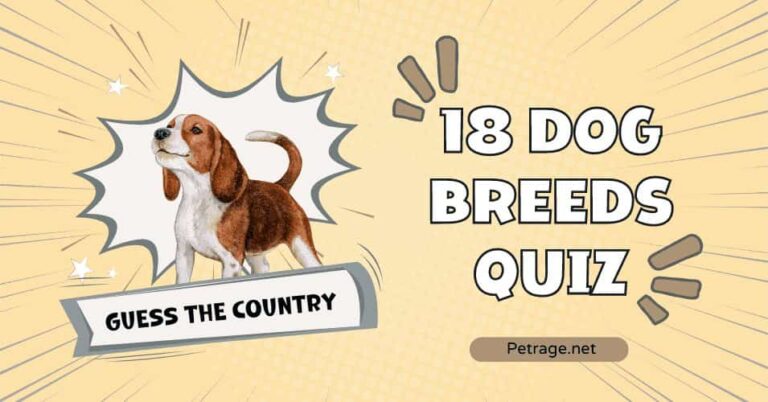 18 dog breeds quiz can you guess their country of origin petrage
