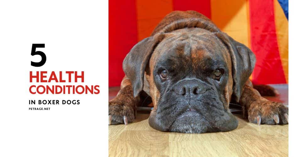 boxer dog health issues a guide to 5 major conditions petrage