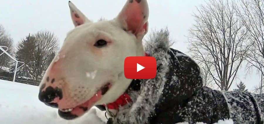 bull terrier hopping through the deep snow video
