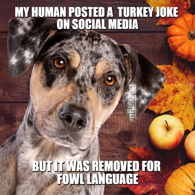 catahoula leopard dog turkey meme petrage thanksgiving