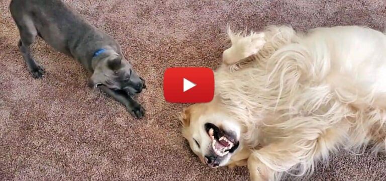 golden retriever playing with a tough little weimaraner puppy cute video
