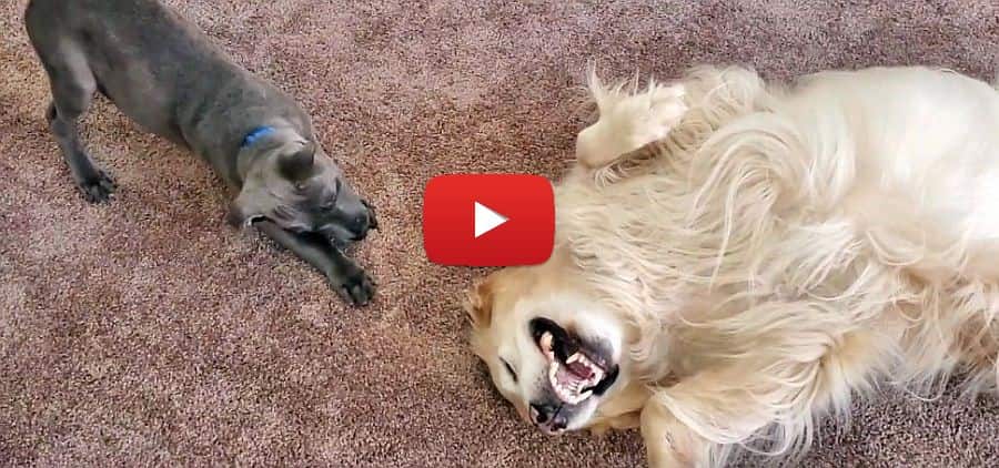 golden retriever playing with a tough little weimaraner puppy cute video