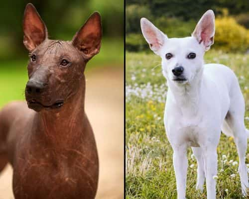 Coated xoloitzcuintli outlet