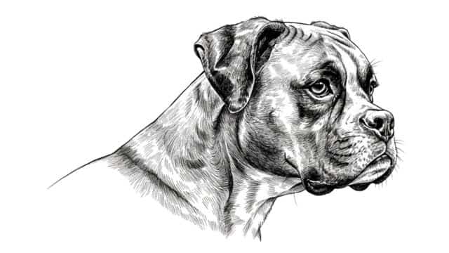 boxer dog drawing topper