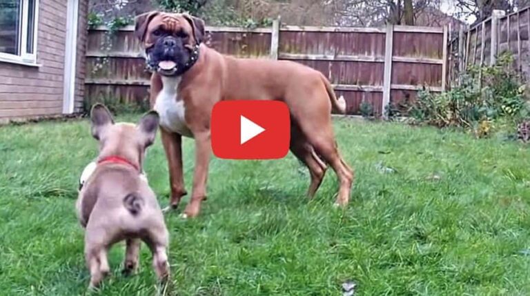 boxer dog meets french bulldog puppy video