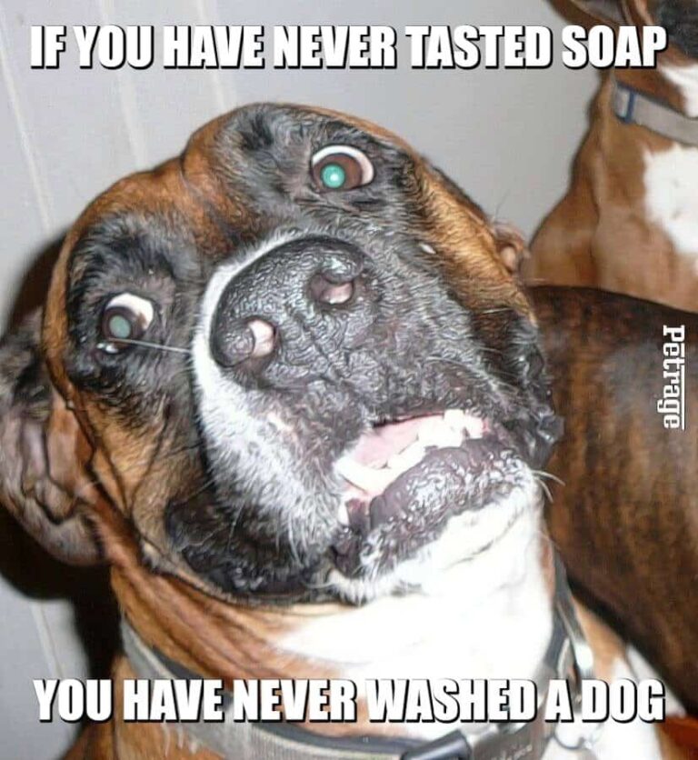 boxer dog washing the dog meme petrage