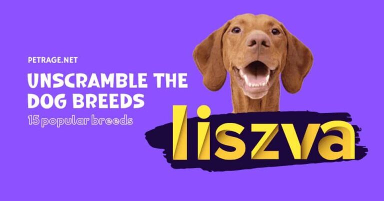 can you unscramble the dog breeds 15 dog breeds quiz petrage