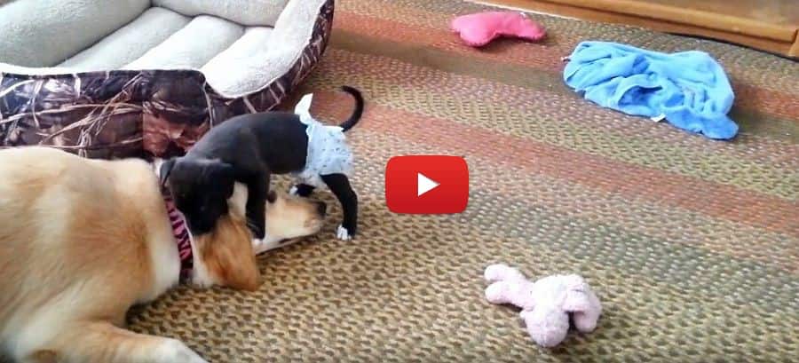 golden retriever and labrador retriever puppy playing in the house video
