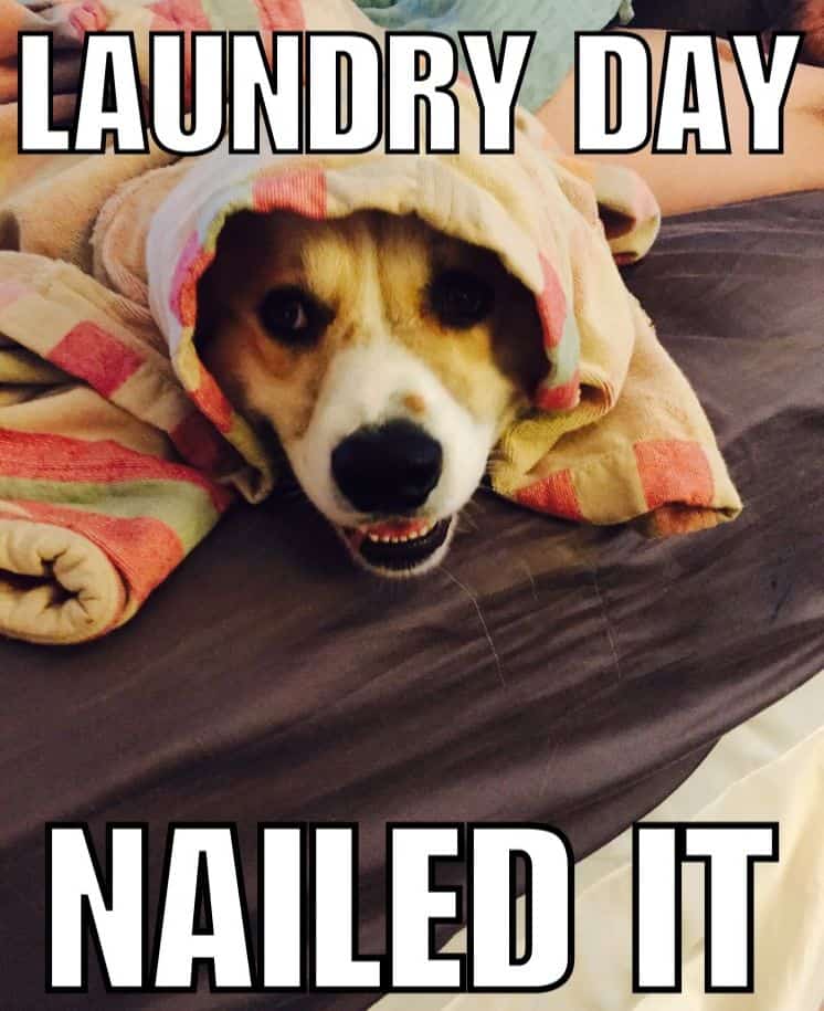 laundry day nailed it dog meme petrage