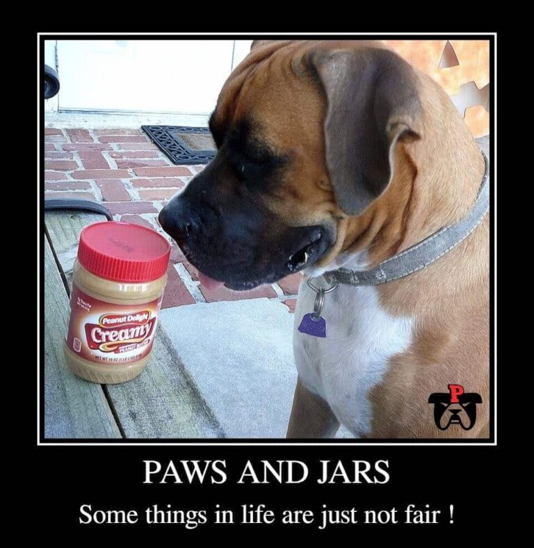 paws and jars boxer dog meme petrage