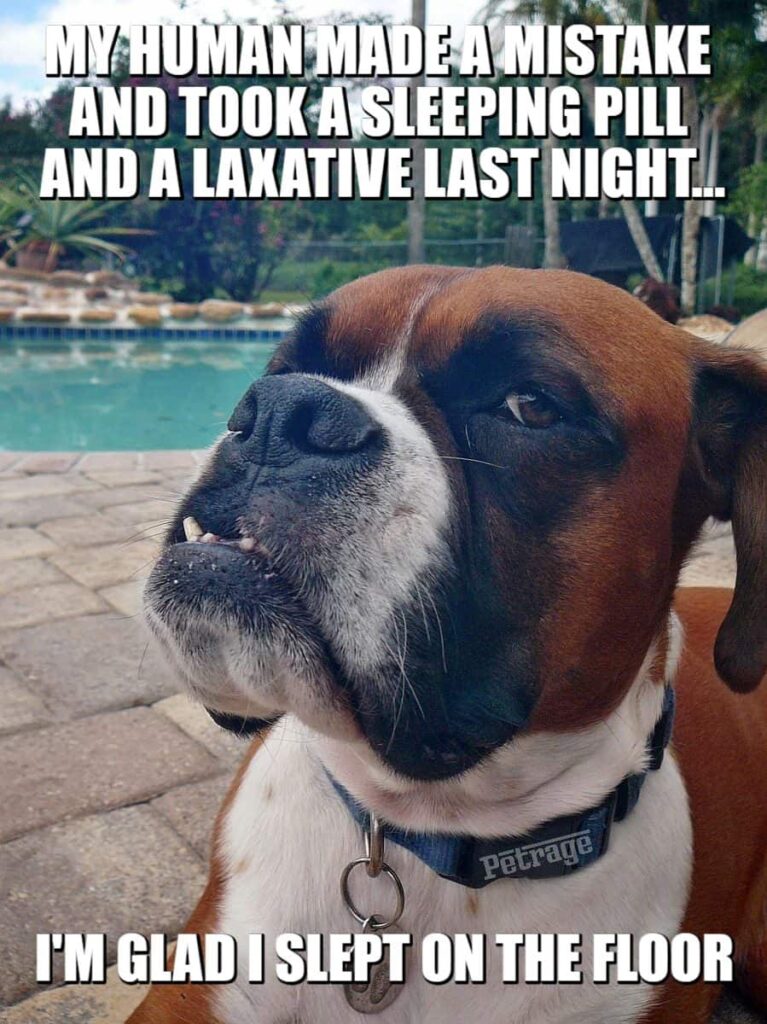 sarcastic boxer dog sleeping pill and a laxative meme petrage