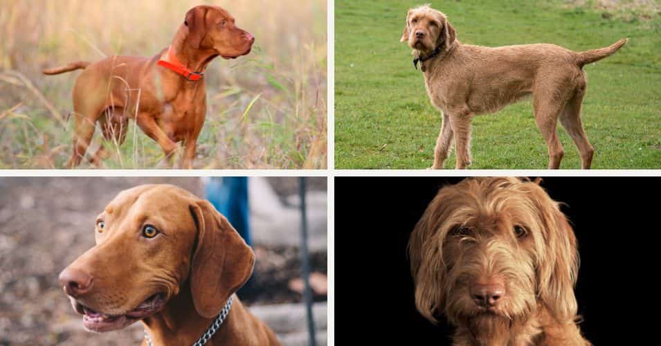 vizsla smooth haired and wirehaired variety petrage