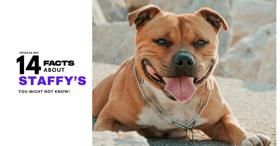 14 surprising facts about staffordshire bull terriers petrage
