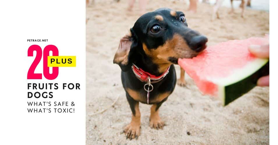 20+ fruits for dogs what's safe & what's toxic petrage